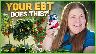 EBT SECRETS Where to Buy Seeds Plants amp Fruit Trees with EBT [upl. by Suk]