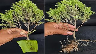 Step by Step Juniper Cutting Propagation 100 Success [upl. by Gabel]