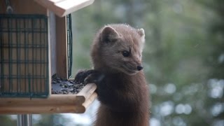 American Pine Marten raids bird feeder in Canmore Alberta Canada [upl. by Haneekas]