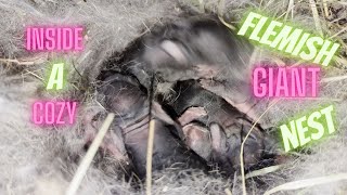 Flemish Giant newborn nest LIVE [upl. by Dugas]