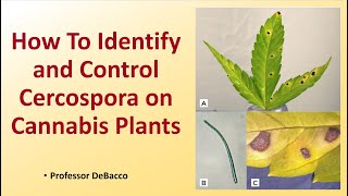 How To Identify and Control Cercospora on Cannabis Plants [upl. by O'Driscoll191]