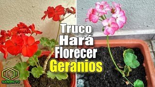 MIRA COMO HACER FLORECER TUS GERANIOS [upl. by Yssep]