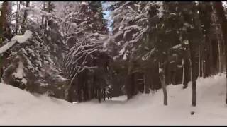 Von Saig nach Titisee Schussfahrt auf der MegaRodelbahn [upl. by Legnaesoj]