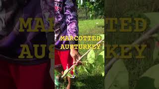 AUSTURKEY MULBERRY farming arayatpampanga mulberry fruitcutting marcotting [upl. by Jesselyn]