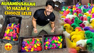 ALHAMDULILLAH 10000 K COLOURFUL CHICKS LE LIE😍  CHOOZE  BIRDS VLOG [upl. by Nalorac]