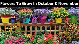 Flowers To Grow In October and November  Flowers to plant in October and November [upl. by Orvan210]