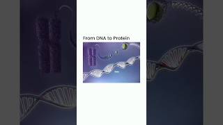 From DNA to Protein How It Works 🧬Quick Animation Explainer  DNA to Protein protein synthesis [upl. by Morey605]