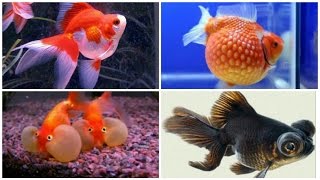 12 kinds of goldfish and their characteristics [upl. by Harriott141]