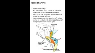 Passavants Ridge  Anatomy  MBBS [upl. by Feldt21]