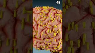 How Brain Eating Amoeba Kills 3D Animation [upl. by Newnorb607]