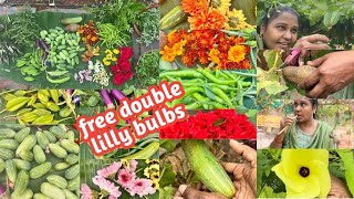 Harvesting veggies with momfree double Lilly bulbsseeds update [upl. by Hessler]