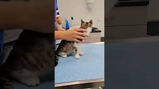 Second Vaccination For Khairin kitten cat catlover kucinglucu [upl. by Nett]