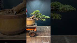 整理maintenancepruning for podocarpus Podocarpus 晶鑽羅漢松 [upl. by Naam575]