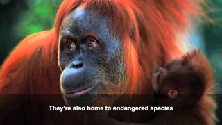 Palm oil how our consumer choices affect wildlife [upl. by Arika53]