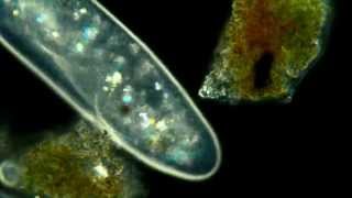 Paramecium Aurelia Polarized light phase contrast darkfeild combination 625x [upl. by Tierney]