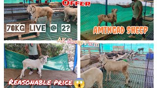 AK Sheep Farm  9901766641 Amingad Sheep for sale in Bangalore jkgoatsalebangalore [upl. by Amory]