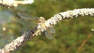 Embalse de Iturbatz Sierra de Entzia Libélulas Ranas y otros animalitos [upl. by Nivac]