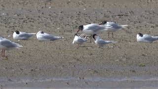 Roseate Terns Ferrybridge 18th July 2024 [upl. by Tirrej488]