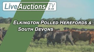 Elkington Polled Herefords amp South Devons [upl. by Zoellick]