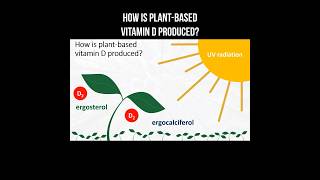 How is planbased vitamin D produced vitamind ergosterol ergocalciferol sun [upl. by Leaj744]