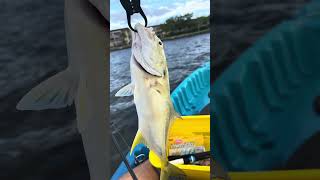 Catching a Jack Fish from My Kayak 🎣 fishingadventure [upl. by Kellyn557]