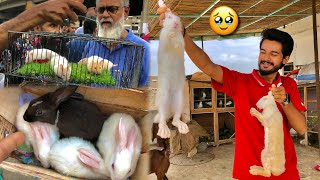 Baby Rabbits Sale Kr Diye🥹 We Sell All Baby Bunnies  Hum Or Parinday  Pets Vlog [upl. by Braswell]