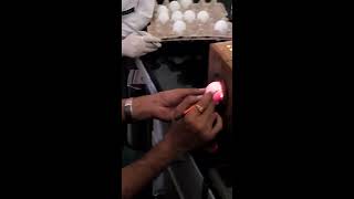 Egg Inoculation 13 Candling and marking of embryonated egg [upl. by Karon759]