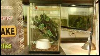 Caring for Frogs amp Reptiles  Green Tree Frog [upl. by Kendal]