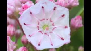 Plant portrait  Mountain laurel Kalmia latifolia [upl. by Amery]