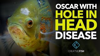 MY OSCAR HAS HOLE IN HEAD DISEASE Treatment Time [upl. by Alletsyrc930]