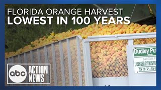 Why Florida orange harvest could be the lowest in almost 90 years [upl. by Starks]