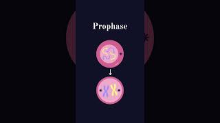 La mitose  science biologie charmleguide charmane cellule adn mitose shorts viralvideo [upl. by Eineg]