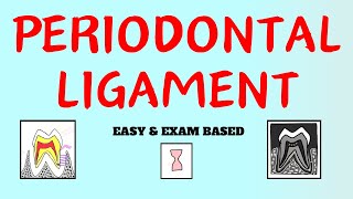 Periodontal Ligament  Cells of PDL  PDL  Dental Lectures [upl. by Leor453]