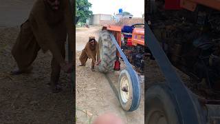 Tractor Starting With Powerfull Man 🙉 viral trending shorts hassanbhai [upl. by Haskell]