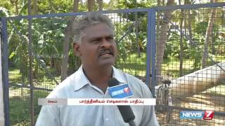 Parthenium plants are toxic affects agriculture and humans  Tamil Nadu  News7 Tamil [upl. by Anerbes904]