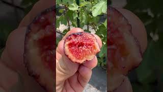 Col De Dame Gris “NOT” fig fruit farm farmersmarket garden love nature sun world figs [upl. by Fernandina]