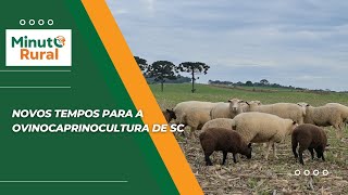 Novos tempos para a ovinocaprinocultura de SC [upl. by Pentha]