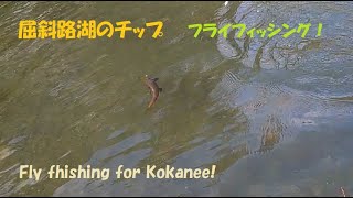 屈斜路湖のヒメマス【フライフィッシング】Kokanee salmon fishing on the flyfly fishing [upl. by Latsyrhk401]