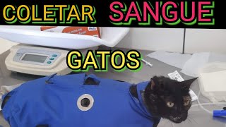 COMO COLETAR SANGUE DE GATO [upl. by Revlys]