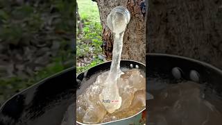 Harvesting Tree Snot 😱 shortsvideo [upl. by Ontine406]