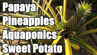 Growing Pineapples Papaya Sweet Potatoes amp Aquaponics  Backyard Farm Update [upl. by Beckett]