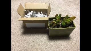 Plant Unboxing  Hummel’s Sunset Jade Cuttings [upl. by Nimsaj622]