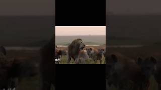 hyenas trapped the lionlion animals hyena trending ytshorts viralvideo infowithamir [upl. by Ahsyen340]