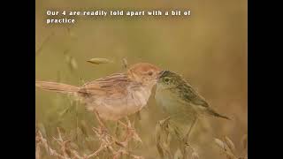 The Cisticolas of the Overberg Wheatfields [upl. by Htenaj]