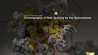 Beautiful Machine Choreography of RNA Splicing by the Spliceosome [upl. by Ettesus]