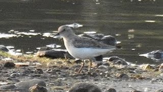 Temmincks Stint Carr Lane Pools Hale May 2023 southliverpoolbirder [upl. by Ratcliffe422]