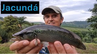 Peixes do Brasil conheça o Jacundá [upl. by Yarled697]