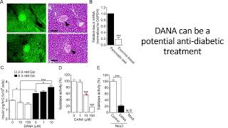 DANA a sialidase inhibitor could be potential antidiabetic treatment Code 707 [upl. by Shenan155]