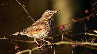 The sound of the Redwing  Bird Sounds  10 Hours [upl. by Iznekcam]