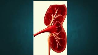 quotHow Kidneys Work 1Minute Animationquot [upl. by Aleacin605]